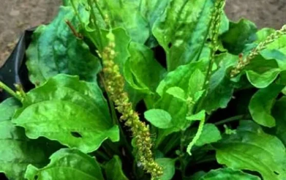Daun Sendok, Tanaman Herbal Sederhana yang Menyimpan Banyak Manfaat untuk Kesehat