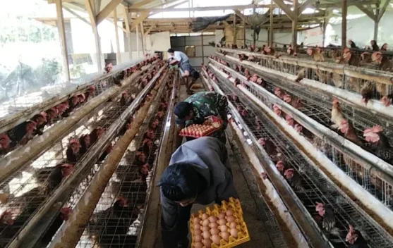 Bapanas Usulkan Telur dan Ayam Masuk Bantuan Pangan 2027