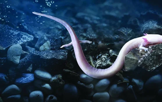 Olm, Salamander Gua Misterius yang Bisa Hidup hingga Puluhan Tahun tanpa Cahaya