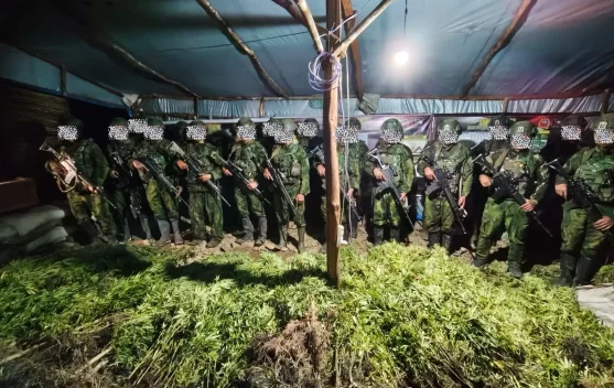 Ladang Ganja di Pedalaman Yahukimo Terungkap Lewat Operasi Koops Habema