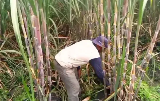 APTRI Desak HPP Gula Petani Naik Jadi Rp16.875 per Kilogram