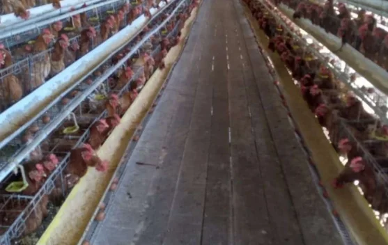 Kemarau Berdampak pada Peternakan Ayam Petelur di Kabupaten Nabire