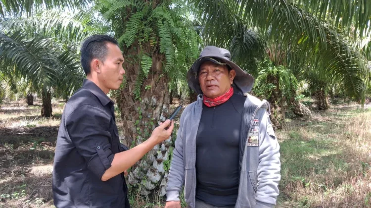 Petani Sawit Perkenalkan Teknik Budidaya Sawit Modern