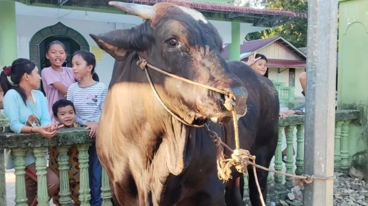 Sapi Qurban Bantuan Presiden Prabowo Tiba di Mesjid Al-Jihad Lagundri