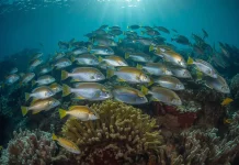BMKG Sebut Perubahan Cuaca Berdampak pada Aktivitas Ikan di Laut