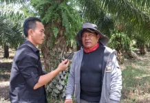 Petani Sawit Perkenalkan Teknik Budidaya Sawit Modern