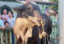 Sapi Qurban Bantuan Presiden Prabowo Tiba di Mesjid Al-Jihad Lagundri