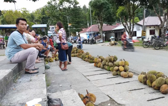 Musim Panen Segera Berakhir, Penjualan Durian di Telukdalam Tetap Ramai