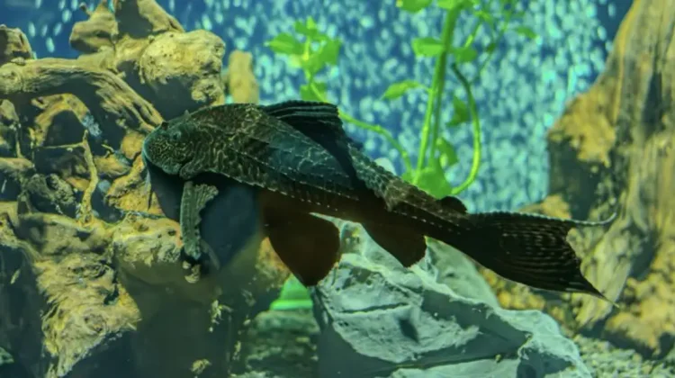 Ikan Sapu-Sapu: Antara Hama Perairan dan Potensi Pangan Alternatif