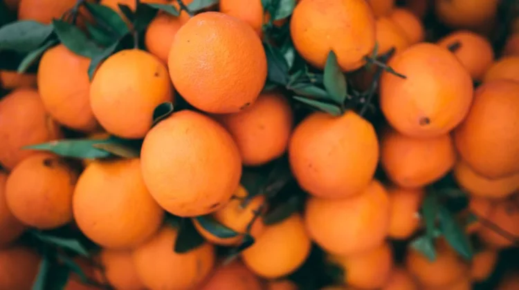 Buah Jeruk, Pilihan Segar untuk Buka Puasa
