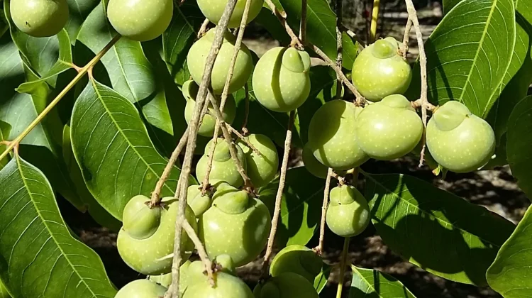 Buah Lerak Sebagai Sabun Alami sejak Ratusan Tahun