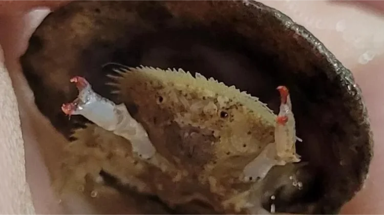 Shellback Crab Bertahan Hidup Dengan Cangkang Kerang