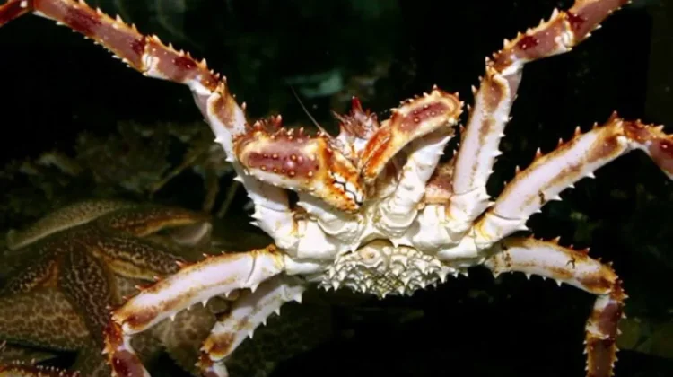 King Crab Penghuni Laut dalam