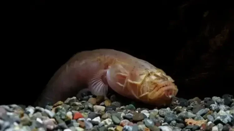 Worm Goby - Ikan Dengan Adaptasi Morfologi Ekstrem