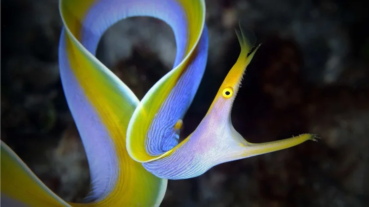 Ribbon Eel Dengan Gerakan Menyerupai Pita yang Tertiup Angin