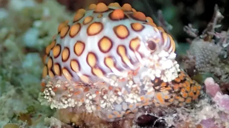 False cowrie - Siput dengan Mantel Berwarna-warni