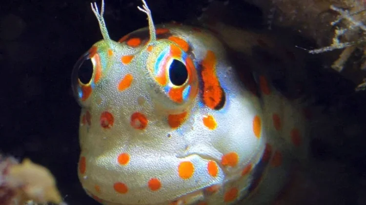 Red spotted blenny - Ikan dengan Antena Kecil