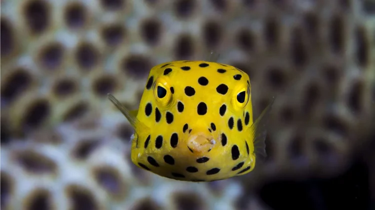 Boxfish - Ikan dengan Efisiensi Hidrodinamika yang Sangat Tinggi
