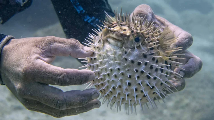 Mekanisme Pertahanan Diri Ikan Landak