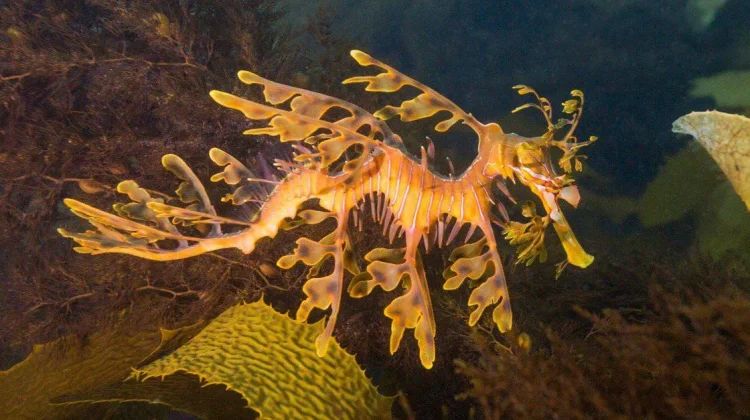 Naga Laut - Penampilan Paling Fantastis di Samudra