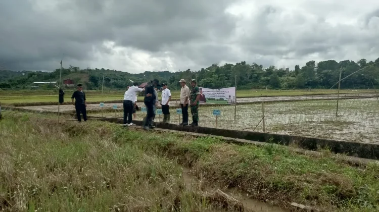 DKP Nunukan Terus Berupaya Tanam Padi Sawah IP 200