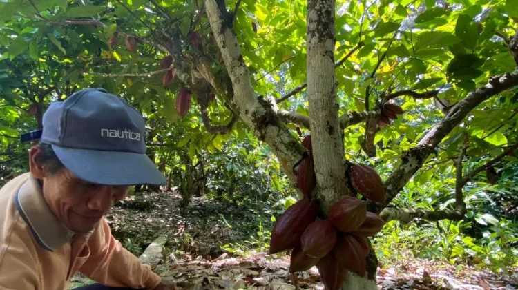 DKP Nunukan Terus Dampingi Petani Kakao di Sebatik untuk Peremajaan Tanaman Kakao