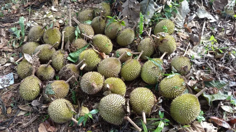 Musim Buah Tiba, Krayan Selatan Buka Wisata Petik Buah