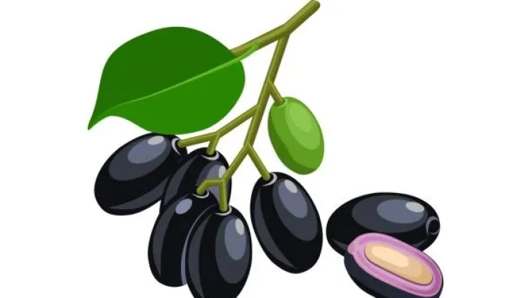 Buah Jamblang, Buah Tradisional dengan Kandungan Antioksidan Tinggi