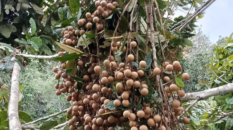 Akses Terisolir, Hasil Pertanian Melimpah di Krayan Sulit Dipasarkan