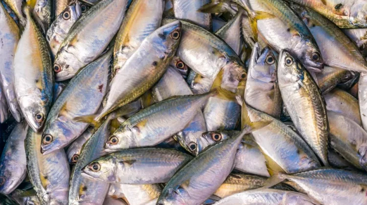 Distribusi Ikan dari Pati ke Nunukan Tunggu Kesiapan Offtaker