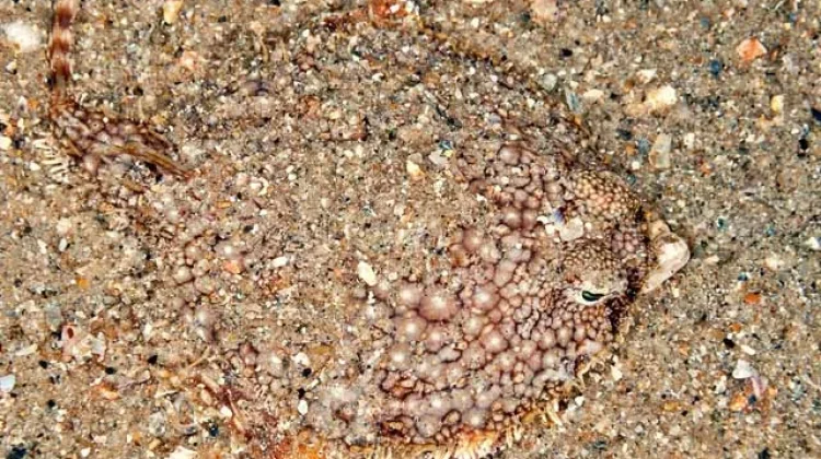 Ikan Pancake Batfish salah satu penghuni dasar laut yang paling aneh dan unik