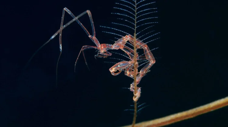 Skeleton shrimp - Belalang Sembah versi Laut