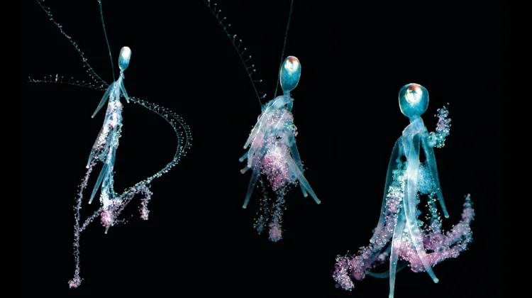 Siphonophore Pelagis - Organisme paling asing di samudra terbuka