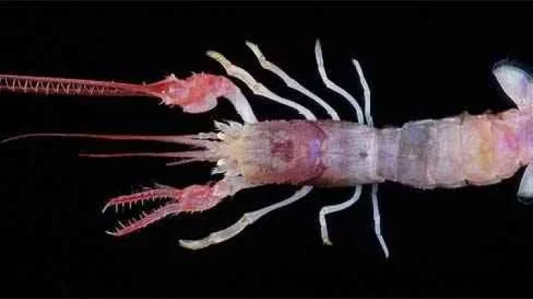 Lobster Ausubel - Lobster langka dengan capit yang mencolok