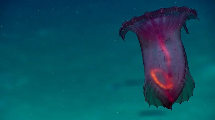 Tripang Merah Muda Transparan penghuni Laut dalam