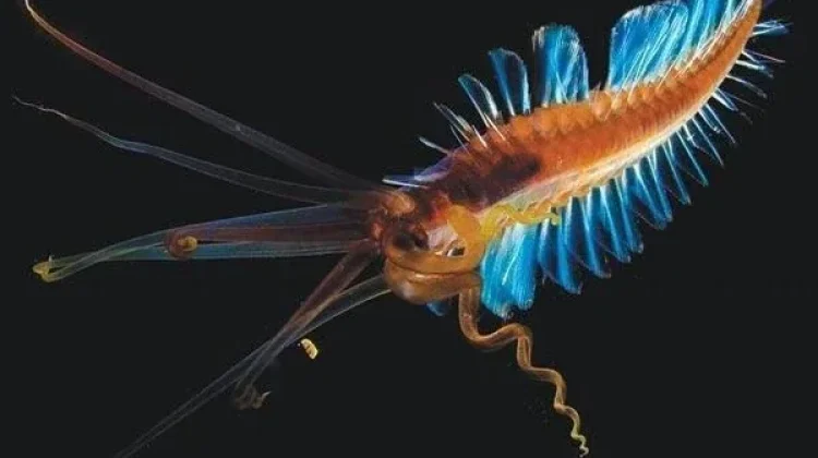 Squidworm - Seolah gabungan karakteristik dari dua hewan yang berbeda