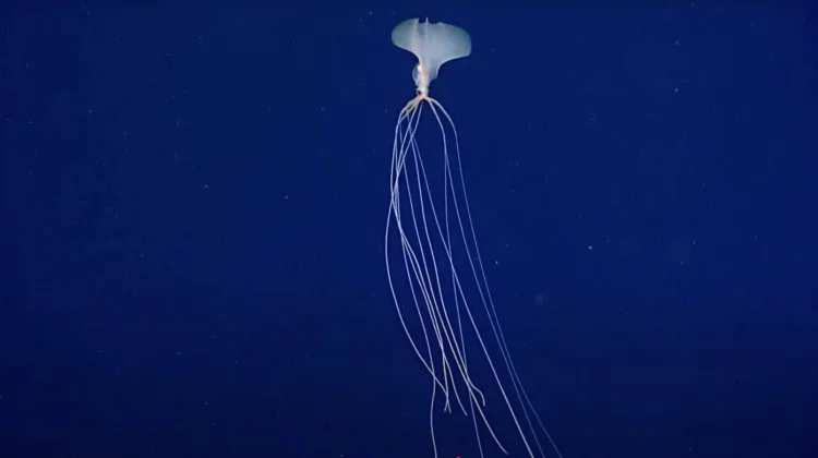 Bigfin Squid  sering kali disamakan dengan makhluk dari film fiksi ilmiah.