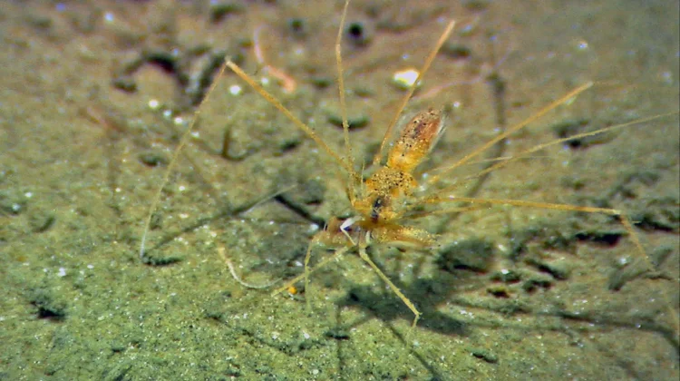 Isopoda Munnopsis -Kerabat Kutu yang menyerupai laba-laba