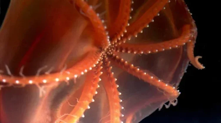 Stauroteuthis Syrtensis Menghabiskan Waktunya Melayang di Kolom Air yang Gelap