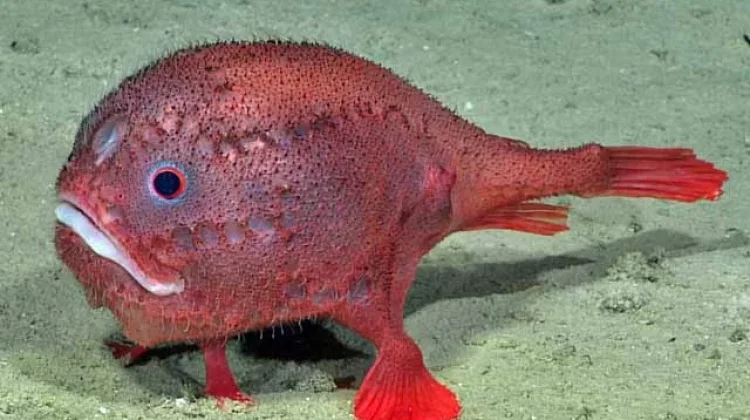 Chaunax endeavouri, Coffin Fish dengan warna merah muda yang mencolok