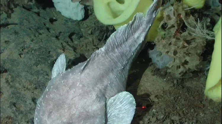 Blob Sculpin - sering dianggap sebagai salah satu hewan "terjelek" di dunia