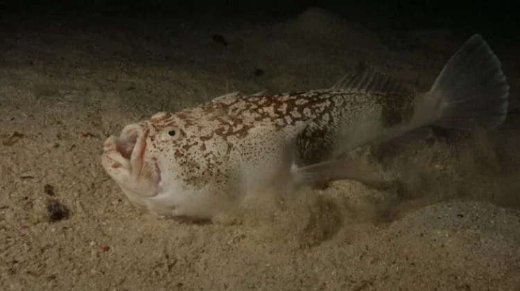 Stargazer - Ikan yang Menatap Langit Sambil Menyamar didasar Laut Berpasir