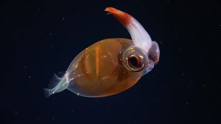 Cockatoo Squid -  Sirip Kecil di Bagian Atas yang Menyerupai Jambul Burung Kakatua