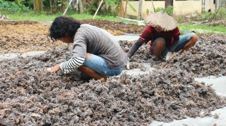 BPS Dorong Rumput Laut Jadi Motor Baru Ekonomi Nunukan