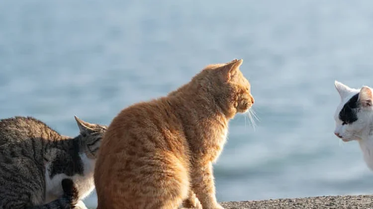 Tashirojima, Pulau di Jepang yang Dipenuhi dengan Kucing