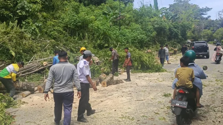 Usai Kecelakaan Maut, DLH Nunukan Tebang Pohon Rawan
