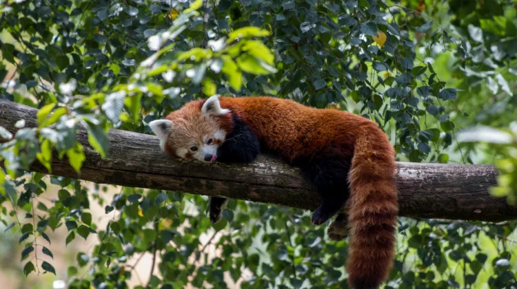 Mengenal Panda Merah: Satwa Eksotis Himalaya dengan Beragam Keunikan