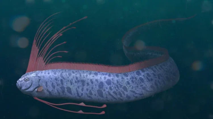 Oarfish Si Naga Laut yang Sering Dijuluki Ikan Kiamat
