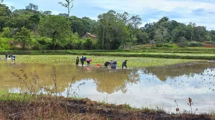Minim Penyuluh, Pemkab Nunukan Libatkan Petani Milenial Dampingi Sesama Petani