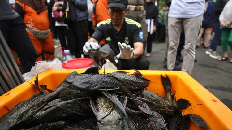 Ini Penyebab Ikan Sapu-Sapu Sulit Dikendalikan di Indonesia